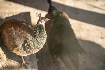 Group of Peacocks in Natural Daylight Setting