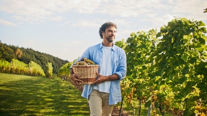 Mature handsome Caucasian male walking down next to rows of vinery. Carrying large basket full of...
