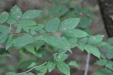 Celtis koraiensis, known as Korean nettle tree, photographed in Korea showing serrated leaves and natural growth in forest settings.