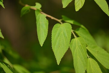 Celtis koraiensis, known as Korean nettle tree, photographed in Korea showing serrated leaves and natural growth in forest settings.