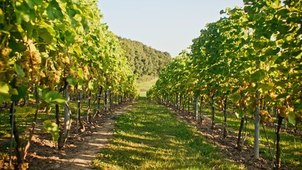 Obraz premium Stable camera focus on basket full of grapes laying on green grass of large field. Long lines of grape bushes shining with green colours. Sun rising up in beautiful morning above forest in background.