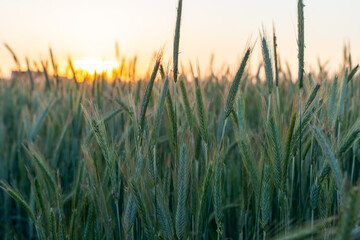 Close up of green wheat ears in field during golden sunset with warm light. Concept of organic farming, rural nature and harvest season.