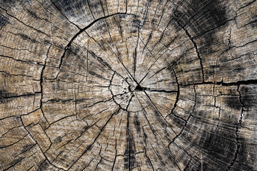 Old wood texture of tree rings, closeup, top view. Cross section of gray tree trunk background. Cut slice of wooden stump. Textured surface with rings and cracks