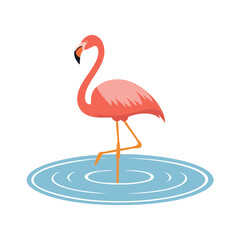 Pink flamingo standing in calm blue water tropical bird