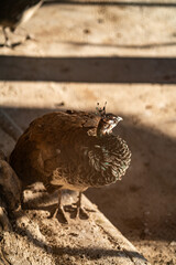 Group of Peacocks in Natural Daylight Setting