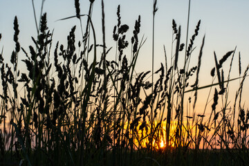 Scenic view of wild grass silhouettes against colorful sunset sky in summer field. Concept of tranquil nature, countryside atmosphere and peaceful twilight.