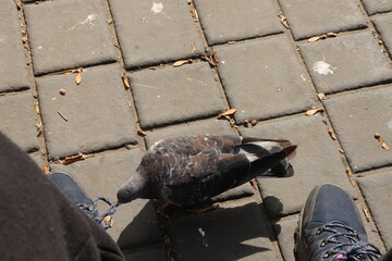 Feeding the pigeons