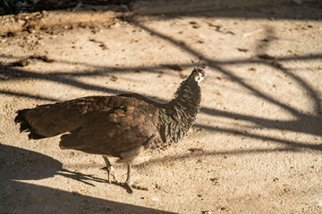 Group of Peacocks in Natural Daylight Setting