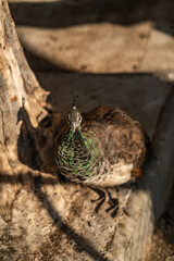Group of Peacocks in Natural Daylight Setting