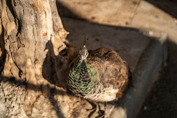 Group of Peacocks in Natural Daylight Setting