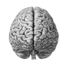 Detailed human brain drawing isolated on transparent background