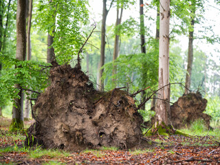 Roots together with the soil of a fallen tree in the forest.
