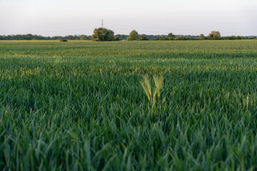 Golden barley ears illuminated by soft evening light in green cereal field with clear horizon. Concept of sustainable farming, organic agriculture, rural serenity, summer crops in natural landscape.
