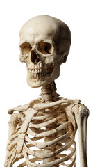Human skeleton upper body isolated on transparent background