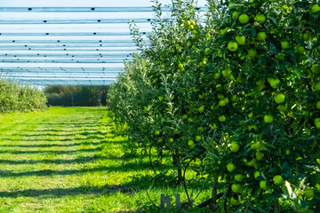 Lush apple orchard filled with vibrant green apples ripening on branches. Sunlight filters through leaves, creating a serene rural scene. Perfect for concepts of agriculture and harvest