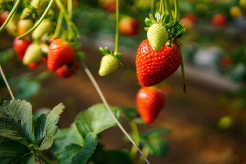 Fresh Strawberries Ripening on the Vine in a Greenhouse