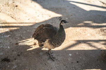 Group of Peacocks in Natural Daylight Setting