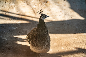 Group of Peacocks in Natural Daylight Setting