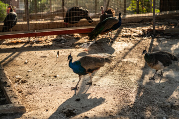 Group of Peacocks in Natural Daylight Setting
