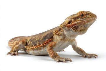 Detailed Closeup of a Bearded Dragon