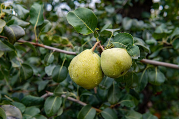 Fresh Green Pears with Raindrops on Tree Branch
