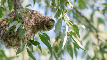 leopard in the grass