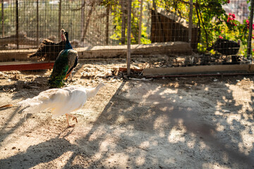 Group of Peacocks in Natural Daylight Setting