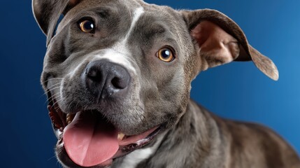 Happy American bully dog looks playful with a bright expression on a blue background