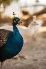 Group of Peacocks in Natural Daylight Setting