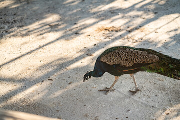 Group of Peacocks in Natural Daylight Setting