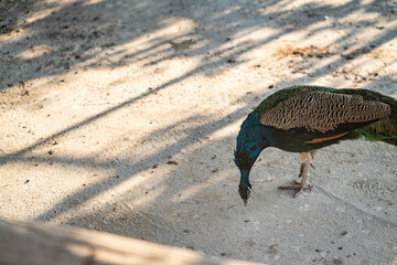 Group of Peacocks in Natural Daylight Setting