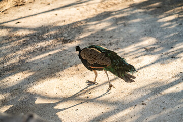 Group of Peacocks in Natural Daylight Setting