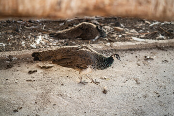Group of Peacocks in Natural Daylight Setting