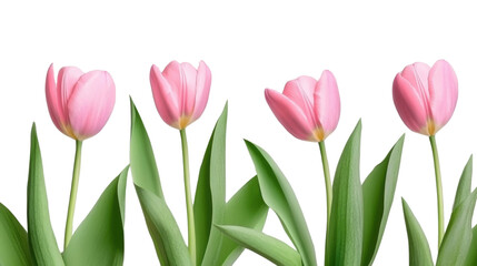 Fototapeta premium Pink tulip with leaves on white background