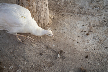 Group of Peacocks in Natural Daylight Setting