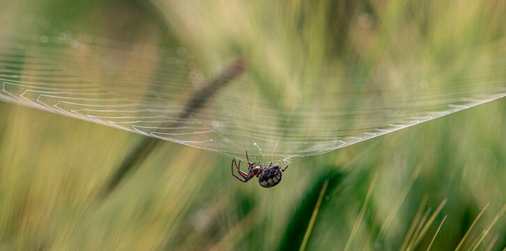 spider on the web