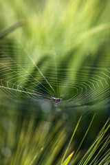 spider web in the morning