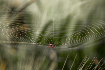 spider on a web