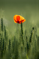 poppy in the field