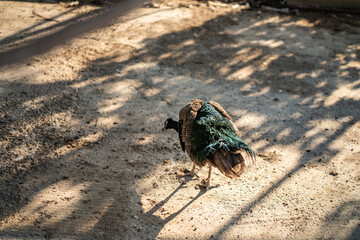 Group of Peacocks in Natural Daylight Setting