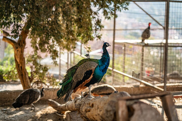 Obraz premium Group of Peacocks in Natural Daylight Setting