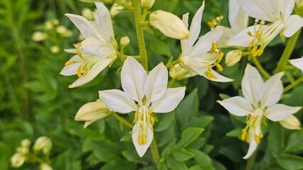 Sweden. Dictamnus albus is a species of flowering plant in the family Rutaceae. It is also known as...