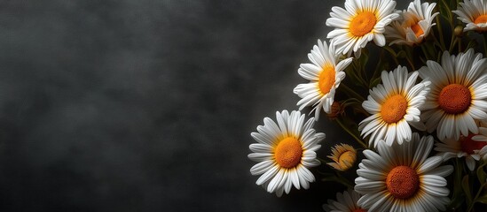 Bouquet of White Daisies on Dark Background with Copy Space