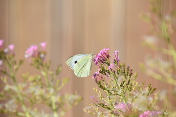 butterfly on a flower