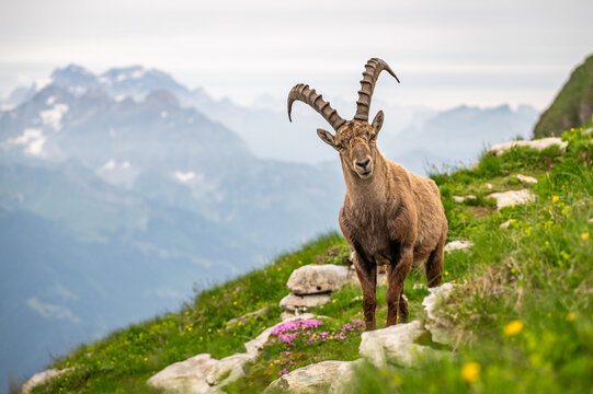Fr&uuml;hling in den Churfirsten