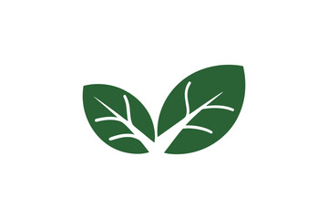 Illustration of two green leaves with white veins