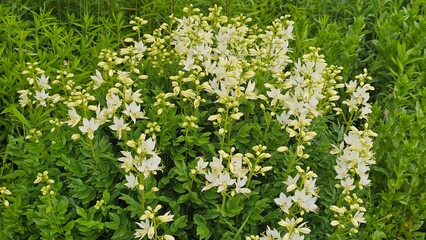 Fototapeta premium Sweden. Dictamnus albus is a species of flowering plant in the family Rutaceae. It is also known as burning bush, dittany, gas plant or fraxinella. 