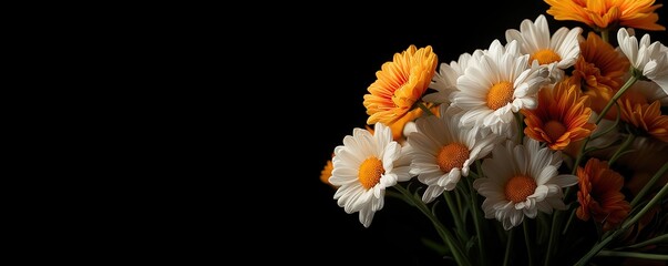 Fresh Daisies Floral Arrangement Against Black Background – Space for Text