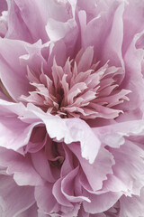 Nahaufnahme in eine zarten rosa Blüte einer Pfingstrose - romatischer Hintergrund