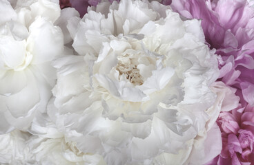 floraler Hintergrund von üppig blühenden weißen und rosa Pfingstrosen im vintage look